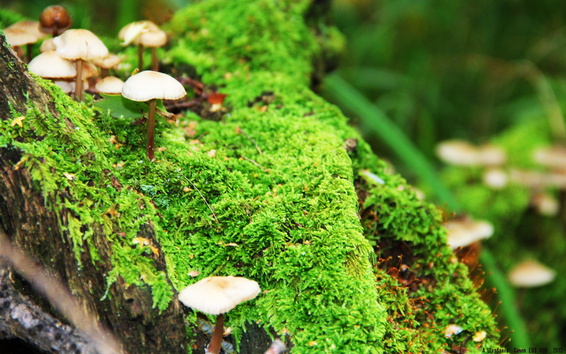 伦纳德末节狂飙续命，森林狼加时鏖战力克热火
